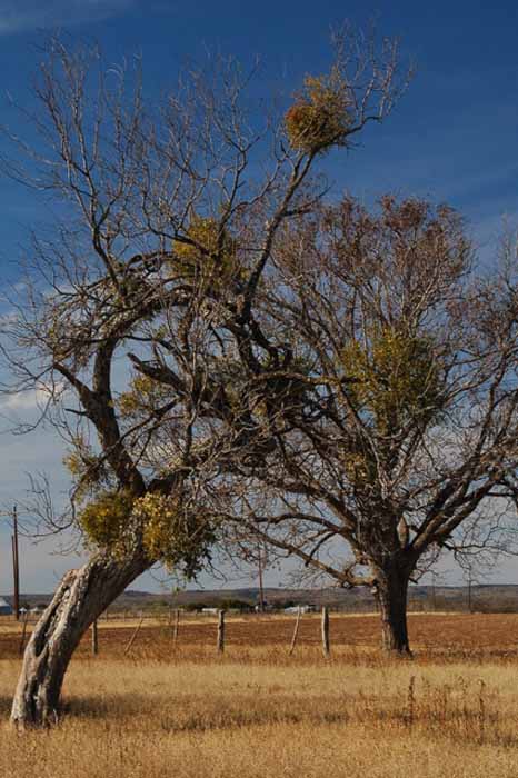 mistletoe tree